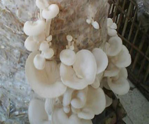   مصر اليوم - للفطريات أهمية كبرى للاقتصاد والبيئة والإنسان