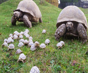 مصر اليوم - قرية ألمانية تُكثف بحثها عن سلحفاة ضخمة عضت صبيًا