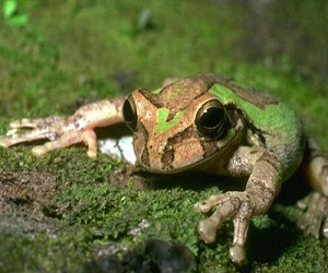 مصر اليوم - أنثى الضفدع تحبه متعدد المواهب