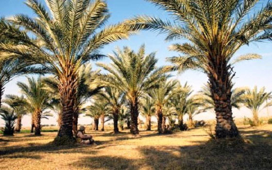 مصر اليوم - تراجع أعداد النخيل من 30 مليون نخلة إلى 10 ملايين خلال 30 عامًا