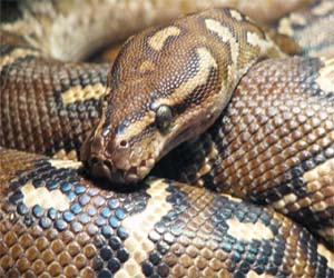   مصر اليوم - العثور على 40 ثعبانًا في غرفه فندق فى كندا