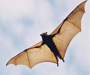   مصر اليوم - علماء تُراقب الخفاش بعد أن تبين أنه مخزن للفيروسات