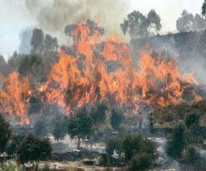 مصر اليوم - حريق يأتي على 1000 دونم زراعي في طولكرم