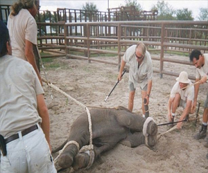   مصر اليوم - مظاهرة للمطالبة بتجريم إساءة معاملة الحيوان