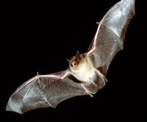   مصر اليوم - طاقة معاد تدويرها لطيران الخفافيش