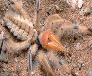   مصر اليوم - دراسة ألمانية تكشف لغز التحرك الخاطف لعناكب الصيد