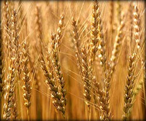   مصر اليوم - السعودية تتوقف عن زراعة القمح محليًا عام 2015