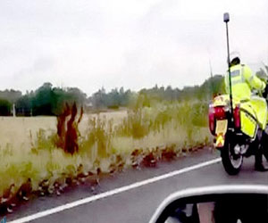   مصر اليوم - شرطي لحماية 50 بطة على طريق سريع