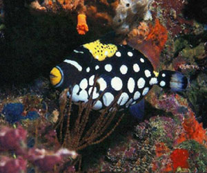   مصر اليوم - القبض على صائدي أسماك نادرة في البحر الأحمر