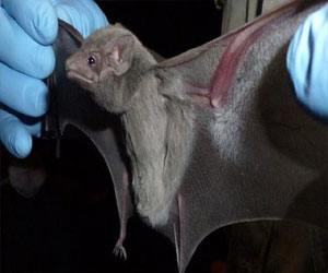   مصر اليوم - الصحة السعودية تعلن عزل فيروس كورونا من عينات الخفافيش