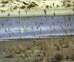   مصر اليوم - 11 مليون تكلفة دعم التراث للمحميات الطبيعية