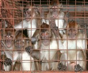 مصر اليوم - علاج يحمي القردة من الإيبولا بعد ظهور الأعراض