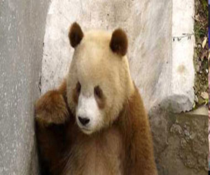 مصر اليوم - العثور على باندا نادرة بنية اللون غرب الصين