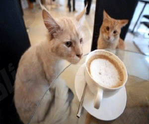 مصر اليوم - افتتاح أول مقهى صديق للقطط في حي نويكولن في برلين