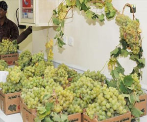   مصر اليوم - عناقيد العنب في بلقرن السعودية تتلألأ بأكثر من 11 ألف طن سنويًا