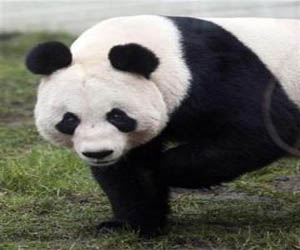 مصر اليوم - ولادة جرو باندا عملاق في حديقة حيوانات في واشنطن