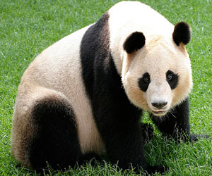 مصر اليوم - تدشين حملة عالمية للحفاظ على الباندا في هونغ كونغ