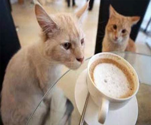 مصر اليوم - افتتاح مقهى خاص بالقطط في العاصمة الألمانية برلين