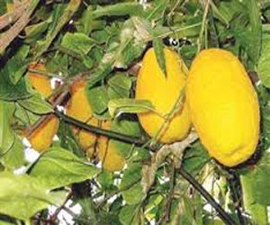 مصر اليوم - أشجار الترنج صيدلية متنقّلة تواجه خطر الانقراض