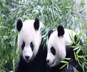 مصر اليوم - حديقة الحيوانات الوطنية في واشنطن تستقبل شبل باندا عملاق