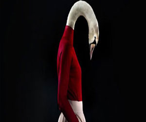   مصر اليوم - مصور أسباني يستبدل عارضات الأزياء بالحيوانات في مجموعته الجديدة