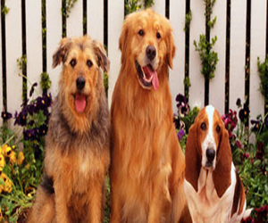 مصر اليوم - حماية خاصة للكلاب والخيول البوليسية في جنوب أستراليا