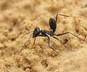 مصر اليوم - إمبراطورية النمل الصحراوي في صحراء أريزونا