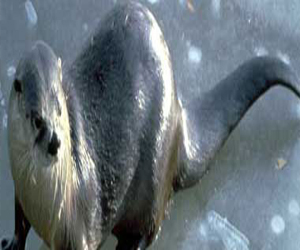   مصر اليوم - علماء: ثعالب البحر تساعد في نمو مروج البحر