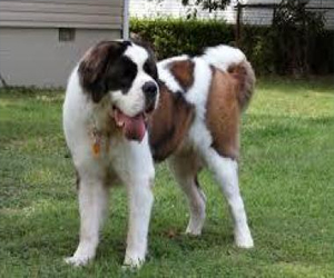 مصر اليوم - كلب ينقذ حياة مالكته العجوز في إيطاليا