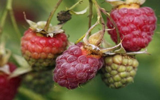 مصر اليوم - التوت يزيد من فرص الإنجاب لدى الرجال