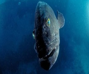   مصر اليوم - اكتشاف أضخم سمكة عاشت على كوكب الأرض