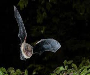 مصر اليوم - الخفافيش تحب العيش في وئام وتنفصل عند الخصام