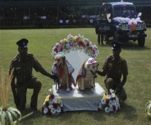 مصر اليوم - الشرطة السريلانكية تنظم زفافًا جماعيًا للكلاب