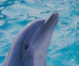 مصر اليوم - الإجهاد أصاب دلفينًا بالسرطان