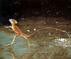 مصر اليوم - سحلية باسيليسك السير على الماء