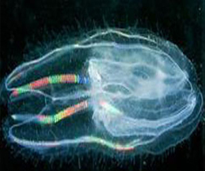   مصر اليوم - قنديل البحر يزعج المصطافين فى إسبانيا