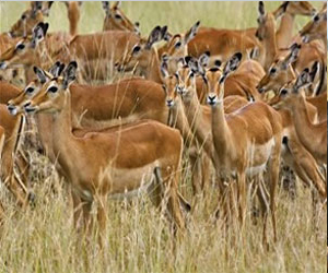 مصر اليوم - ظباء ثملة ترغم الشرطة السويدية على التدخل