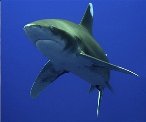 مصر اليوم - تحذيرات من هجوم لأسماك القرش في البحر الأحمر