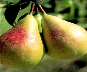   مصر اليوم - الكمثرى لتنظيف المعدة و الأمعاء