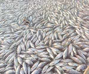 مصر اليوم - فصيلة من الأسماك يمكنها التزاوج بعمر 17 يومًا