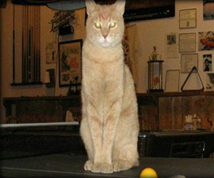 مصر اليوم - قط يدير بلدة أميركية يتعرض لاعتداء غاشم من كلب