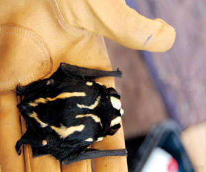 مصر اليوم - 5 خفافيش جديدة في غرب إفريقيا