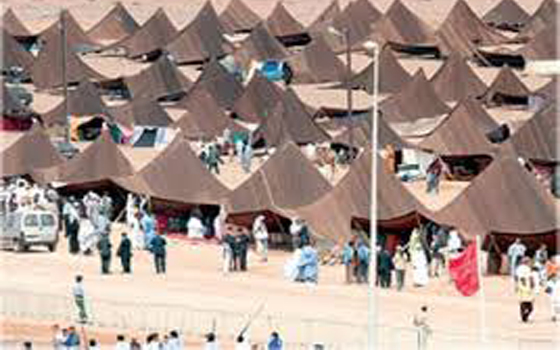 مصر اليوم - المنظمون خصصوا حيزًا مهمًا لسباق الهجن والفروسية