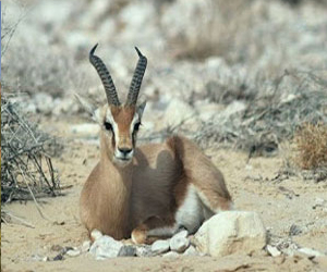 مصر اليوم - انقراض غزال دوركاس في الجزائر مسألة وقت فقط