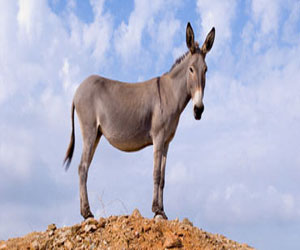   مصر اليوم - الشرطة الهندية تنقذ مجموعة حمير سرقها لصوص لالتهامها