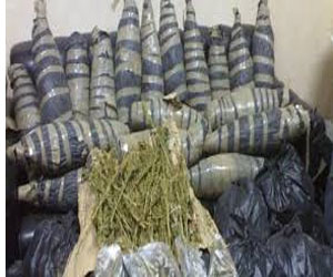   مصر اليوم - القبض على السوركي وفي حوزته 10كيلو بانجو في الدقهلية