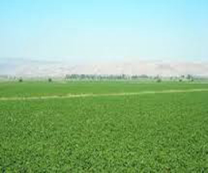   مصر اليوم - نقيب الفلاحين في الأقصر يطالب بإجراء تعديلات على قانون التعاون الزراعي