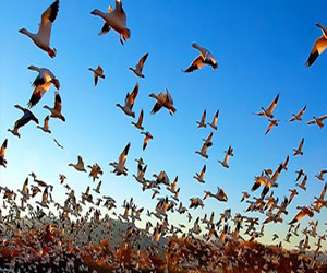   مصر اليوم - مصر أحد أهم خطوط هجرة ملايين الطيور
