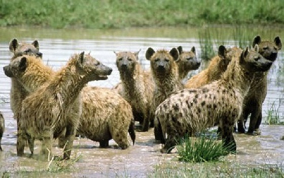   مصر اليوم - الضباع تهرب من سورية إلى لبنان بعيدا عن الاشتباكات والانفجارات