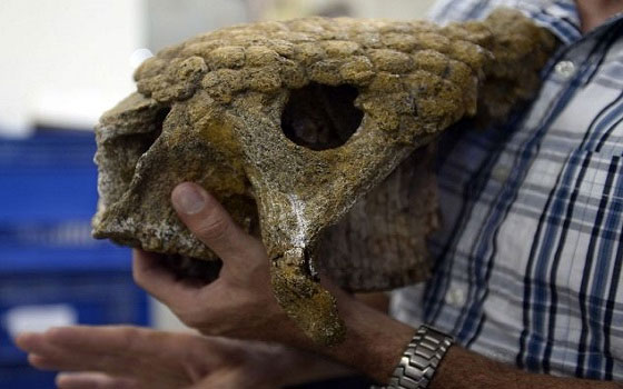   مصر اليوم - اكتشاف هيكل لتمساح ضخم من عصور ما قبل التاريخ في أميركا اللاتينية